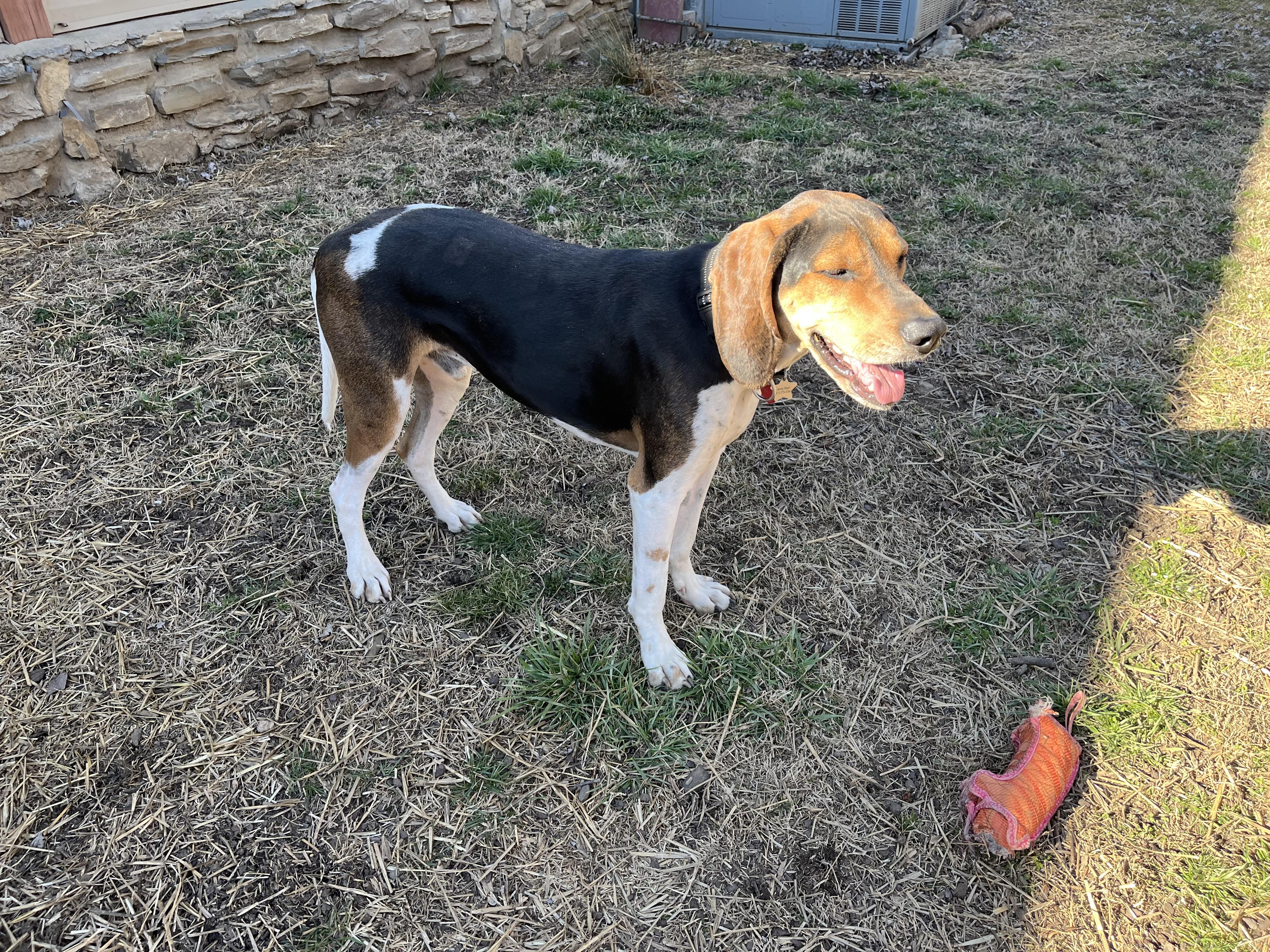 Enlarge Gus, a Adoptable Coonhound in Spring Hill, TN image 5/6