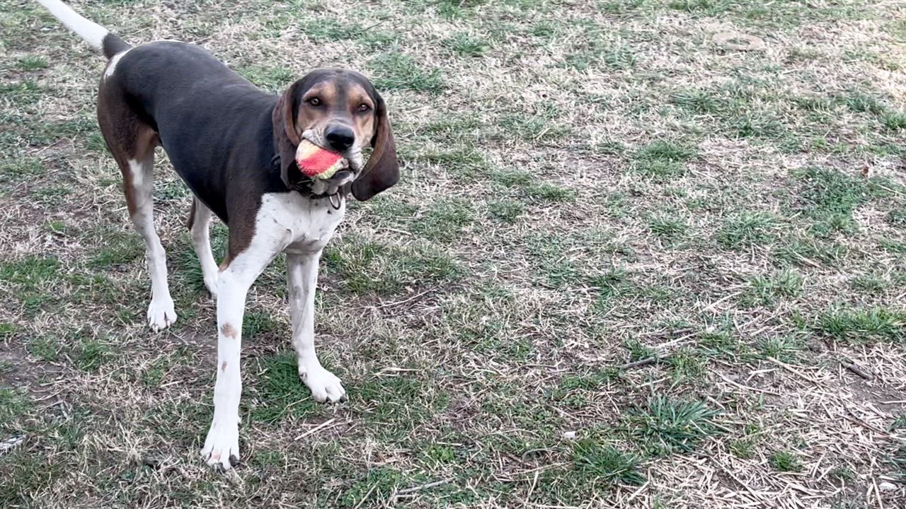 Enlarge Gus, a Adoptable Coonhound in Spring Hill, TN video 6/6