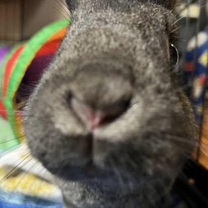 Enlarge Buddy, a Adoptable mixed breed in Westbrook, ME image 5/5