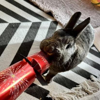 Enlarge Buddy, a Adoptable mixed breed in Westbrook, ME image 4/5