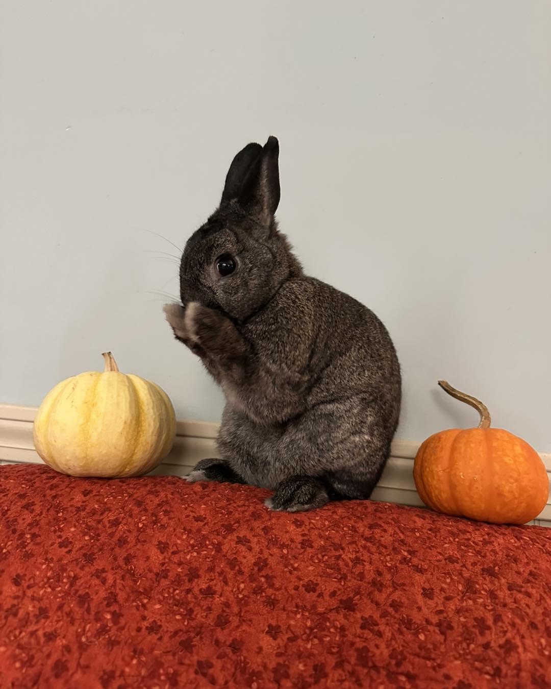 Enlarge Buddy, a Adoptable mixed breed in Westbrook, ME image 2/5