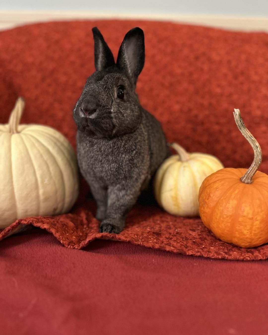 Buddy, Adoptable, Adult Male Bunny Rabbit.