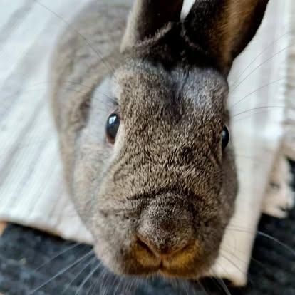 Buddy, Adoptable, Adult Male Bunny Rabbit.