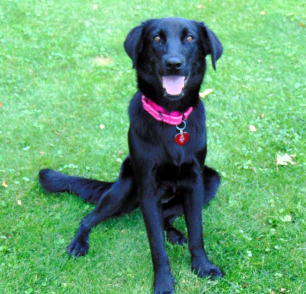 Enlarge Phoenix, an adopted mixed breed in Bordentown, NJ image 2/5