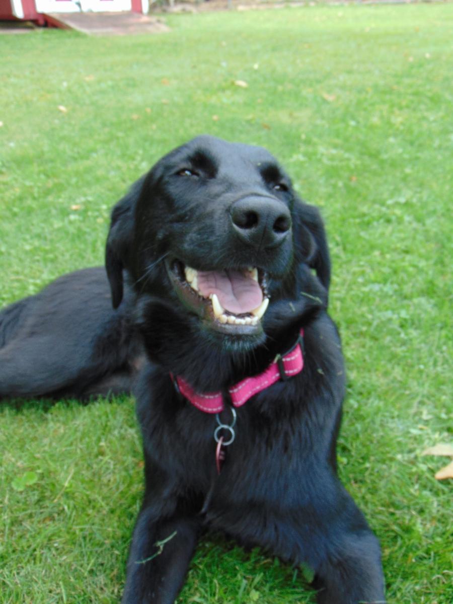 Enlarge Phoenix, an adopted mixed breed in Bordentown, NJ image 4/5