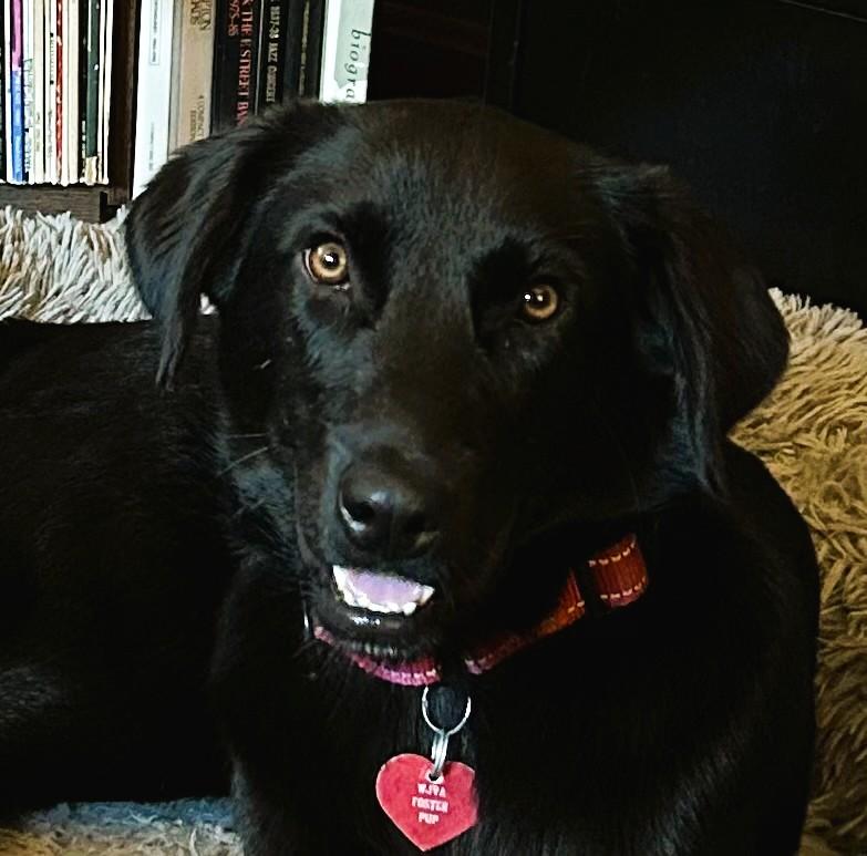 Phoenix, adopted, Young Female Black Labrador Retriever.