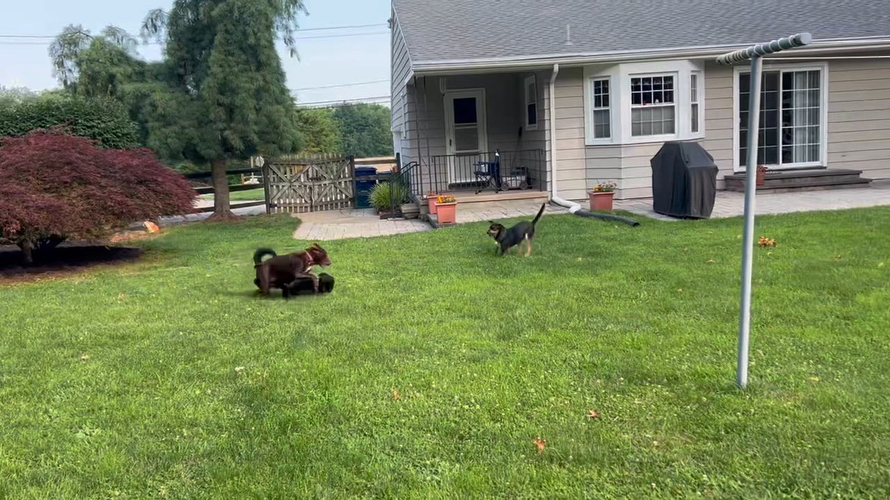 Enlarge Phoenix, an adopted mixed breed in Bordentown, NJ video 5/5