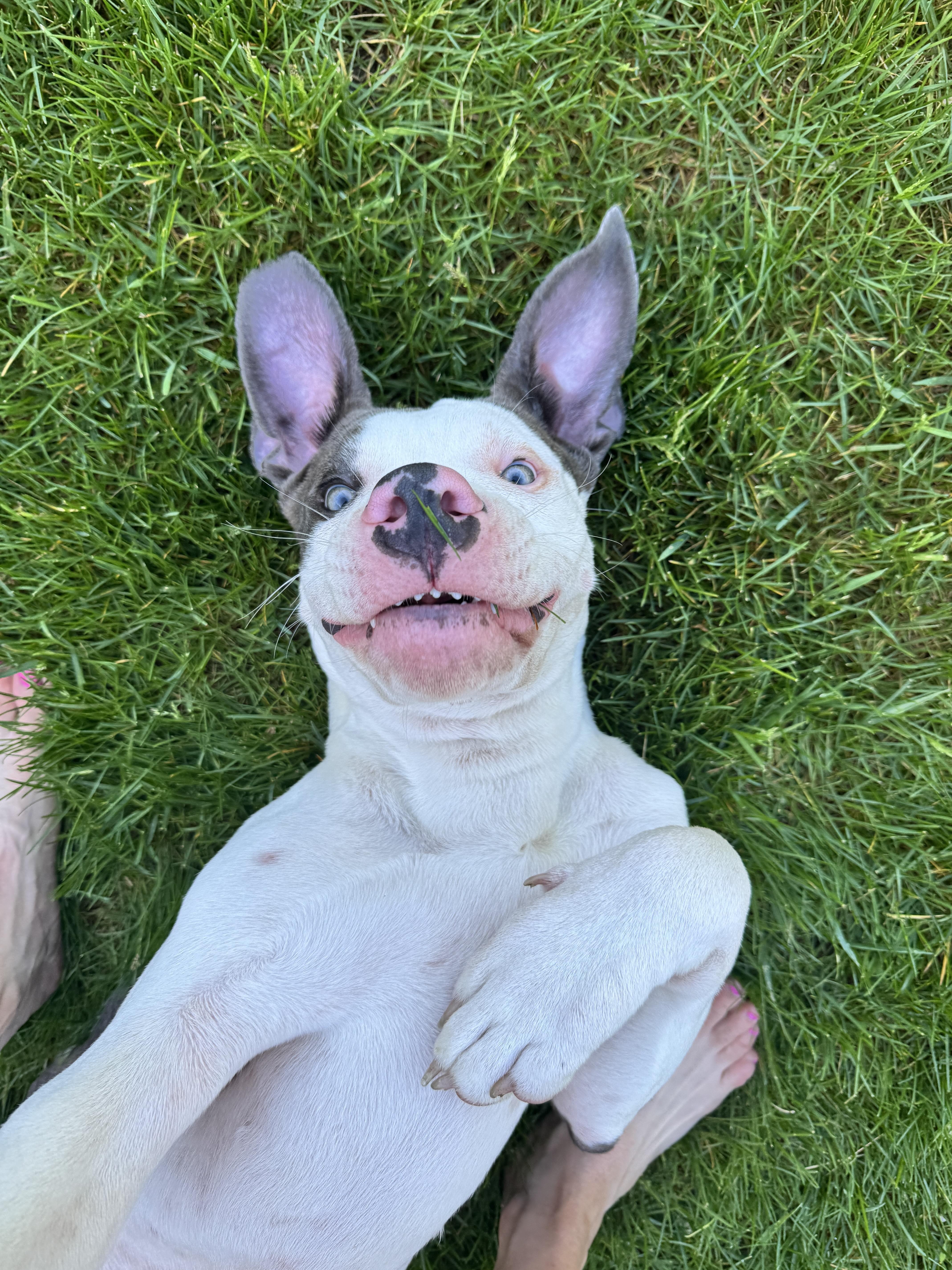 Enlarge Lance, a Adoptable American Staffordshire Terrier in Minneapolis, MN image 3/6