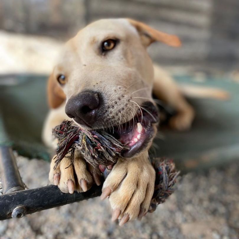 Enlarge Willy, a Adoptable mixed breed in Vancouver, BC image 3/6