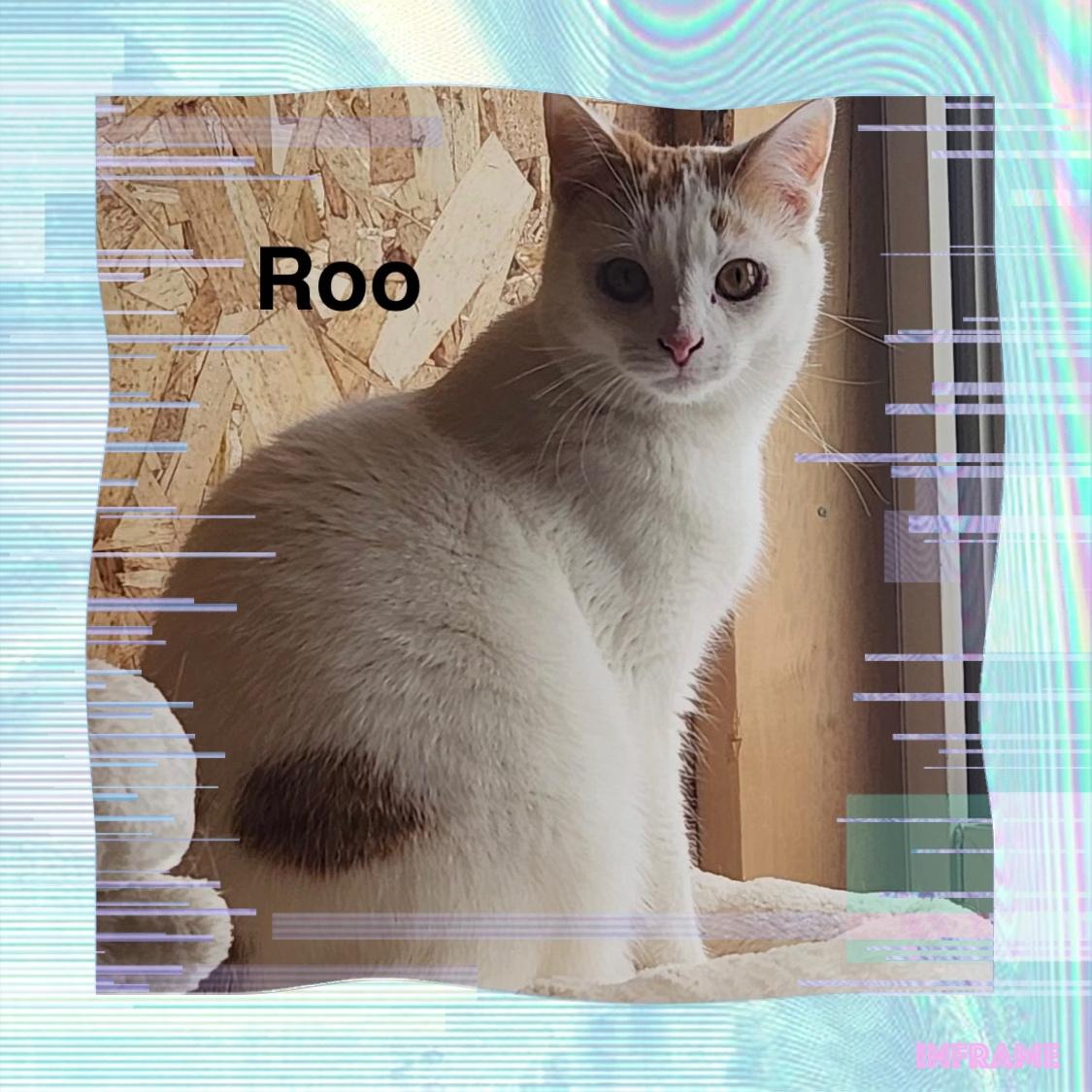 Enlarge Roo - Cartoon Kittens, an adoptable mixed breed in Sheboygan, WI image 1/1