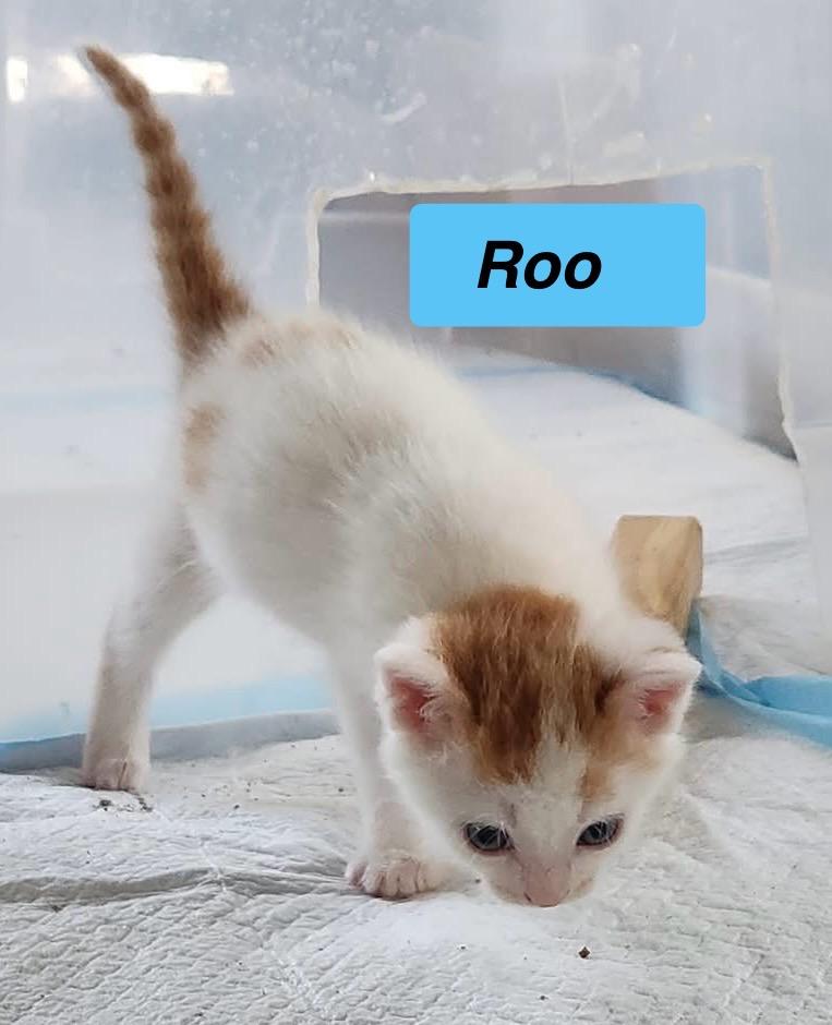 Roo - Cartoon Kittens