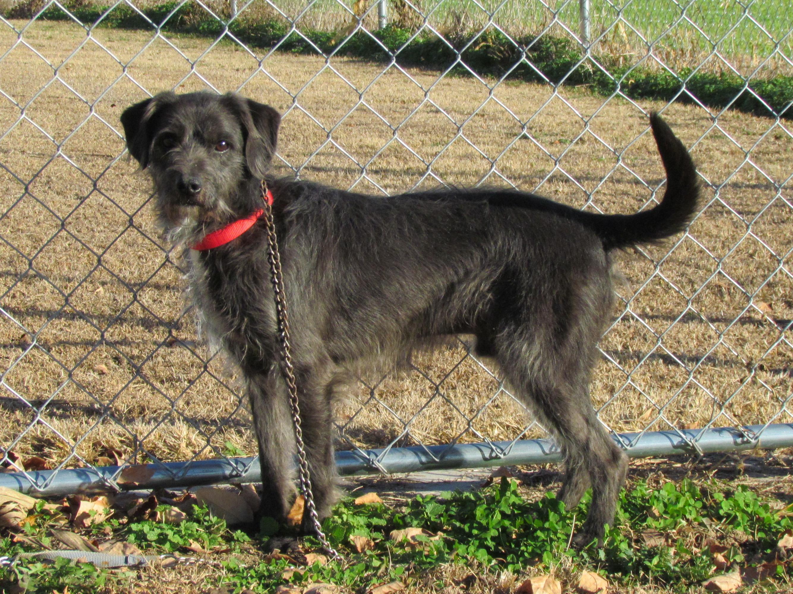 Enlarge GRIFFIN, a ADOPTABLE mixed breed in Southington, CT image 3/6