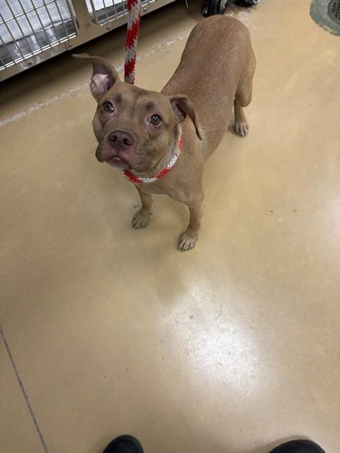 JULIA, Adoptable, Young Female Pit Bull Terrier.