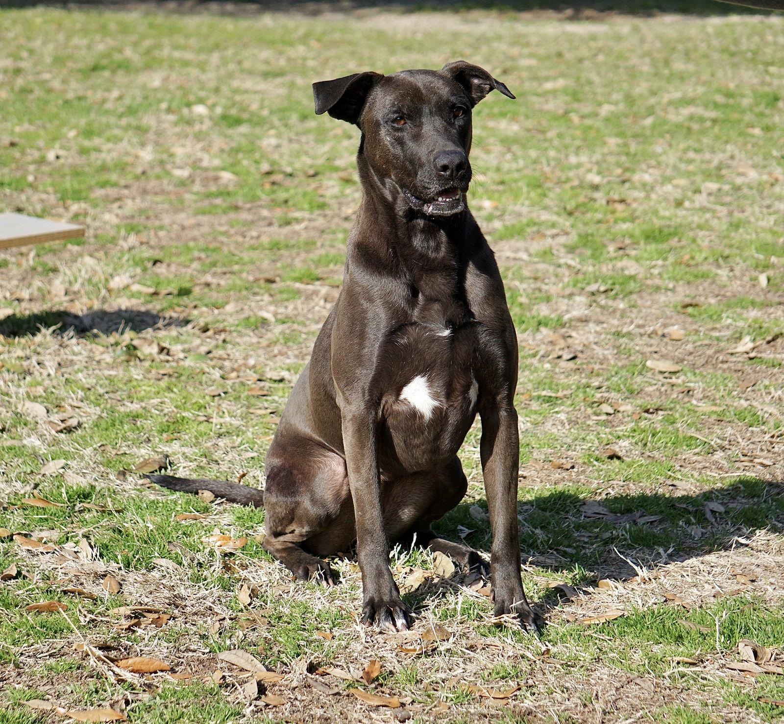 Selena, a Adoptable mixed breed in Gun Barrel City, TX image 1/3
