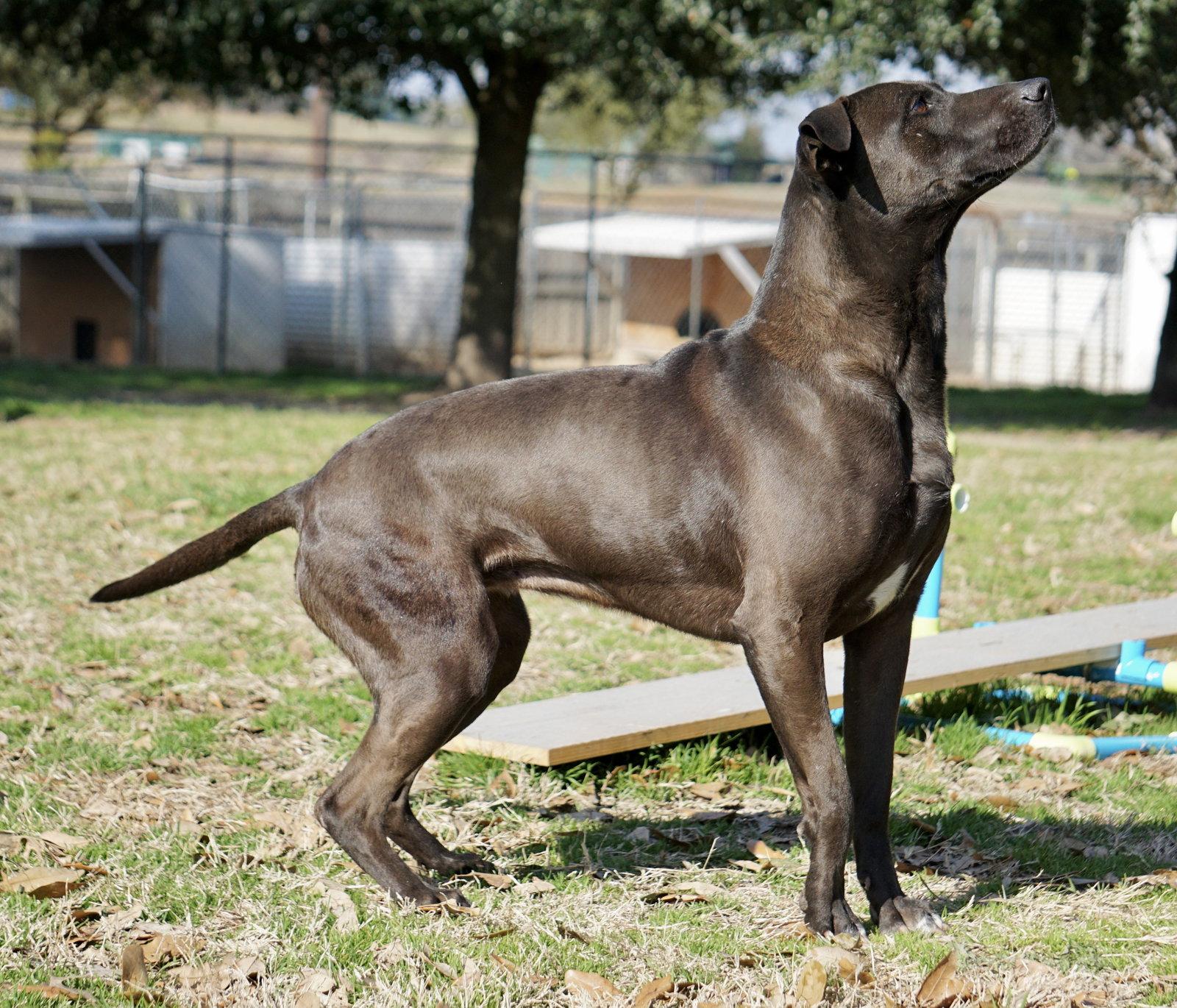 Enlarge Selena, a Adoptable mixed breed in Gun Barrel City, TX image 2/3