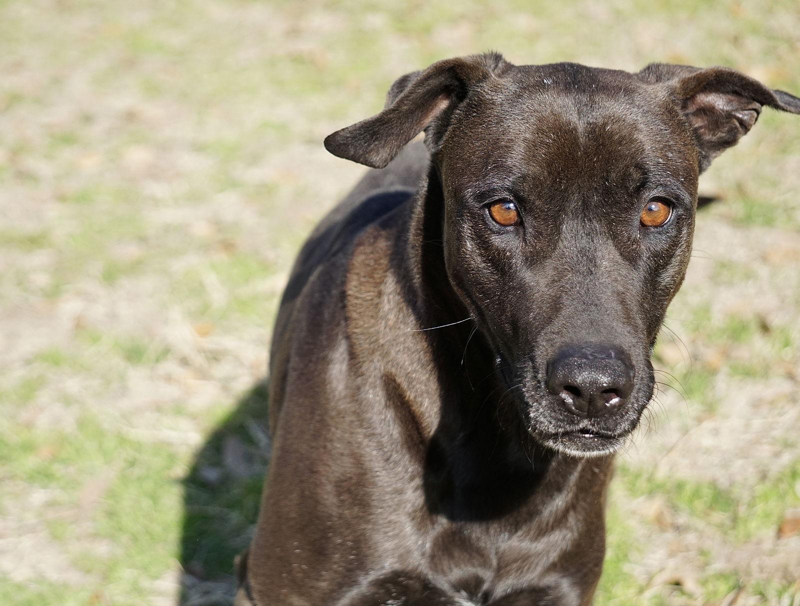 Selena, a Adoptable mixed breed in Gun Barrel City, TX image 3/3