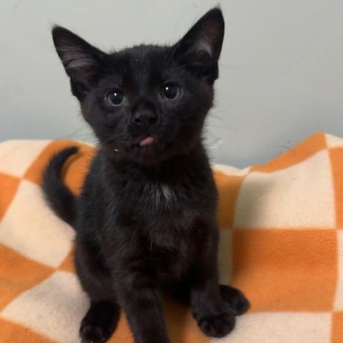 Sirius, Baby Male unknown
