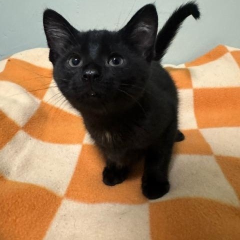 Sirius photo 2