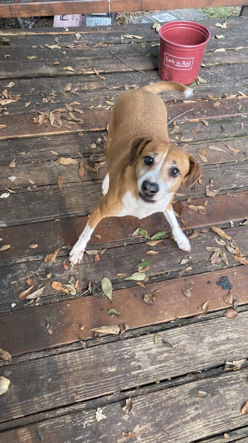 Enlarge Delilah, a Adoptable mixed breed in Knoxville, TN image 2/3