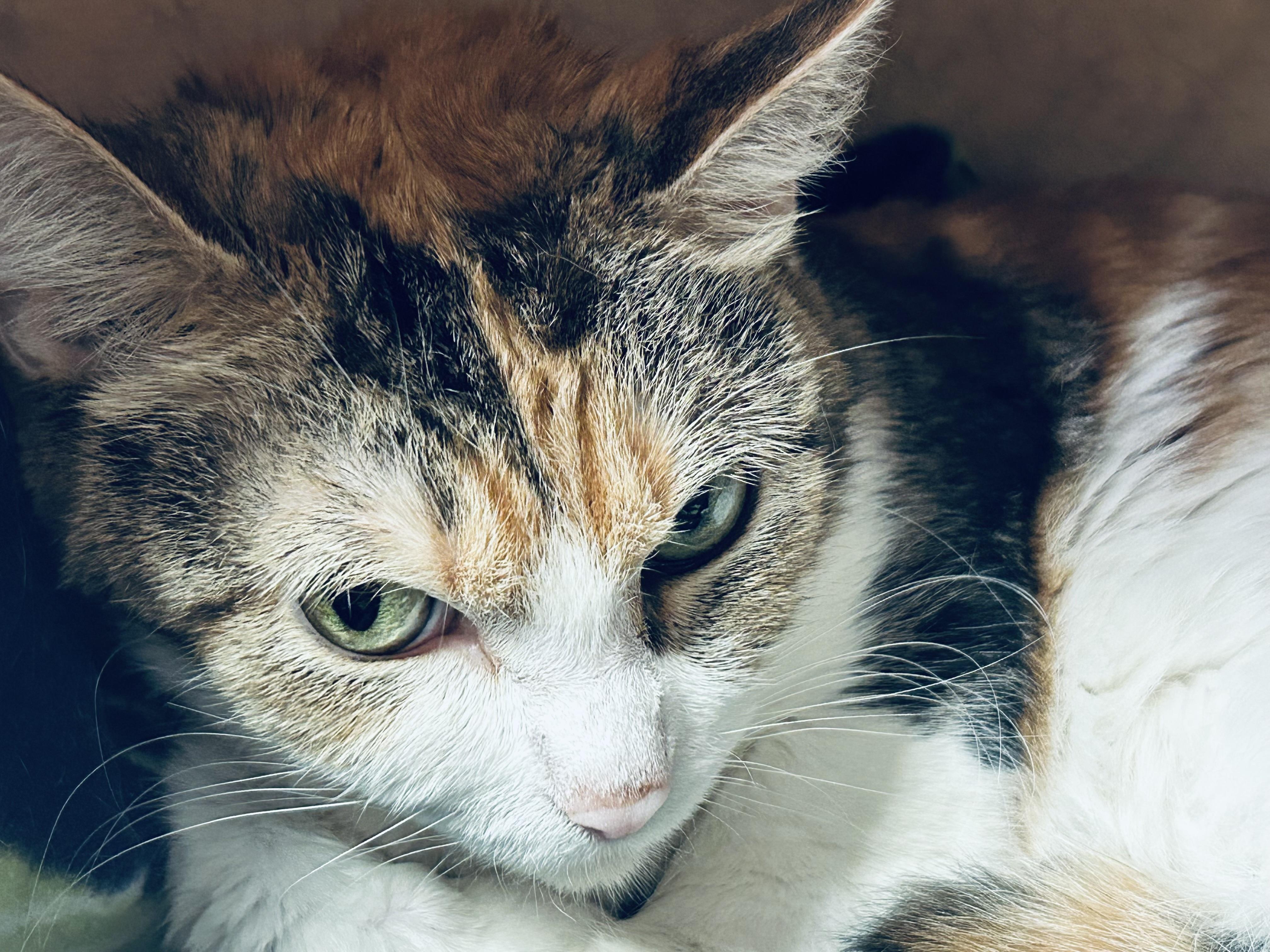 Hattie, an adoptable Munchkin in Walker, MI, 49501 | Photo Image 3