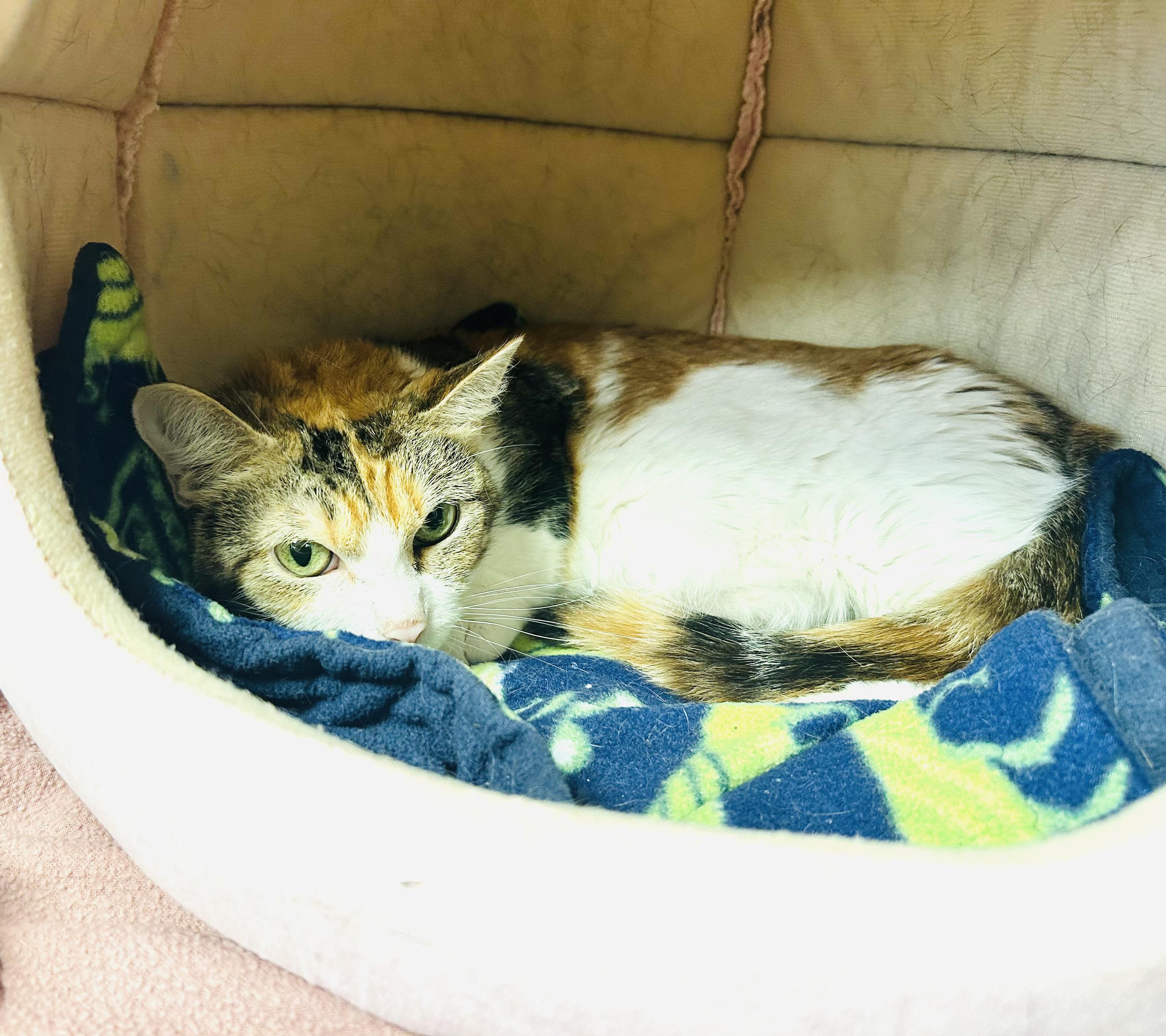 Hattie, an adoptable Munchkin in Walker, MI, 49501 | Photo Image 2