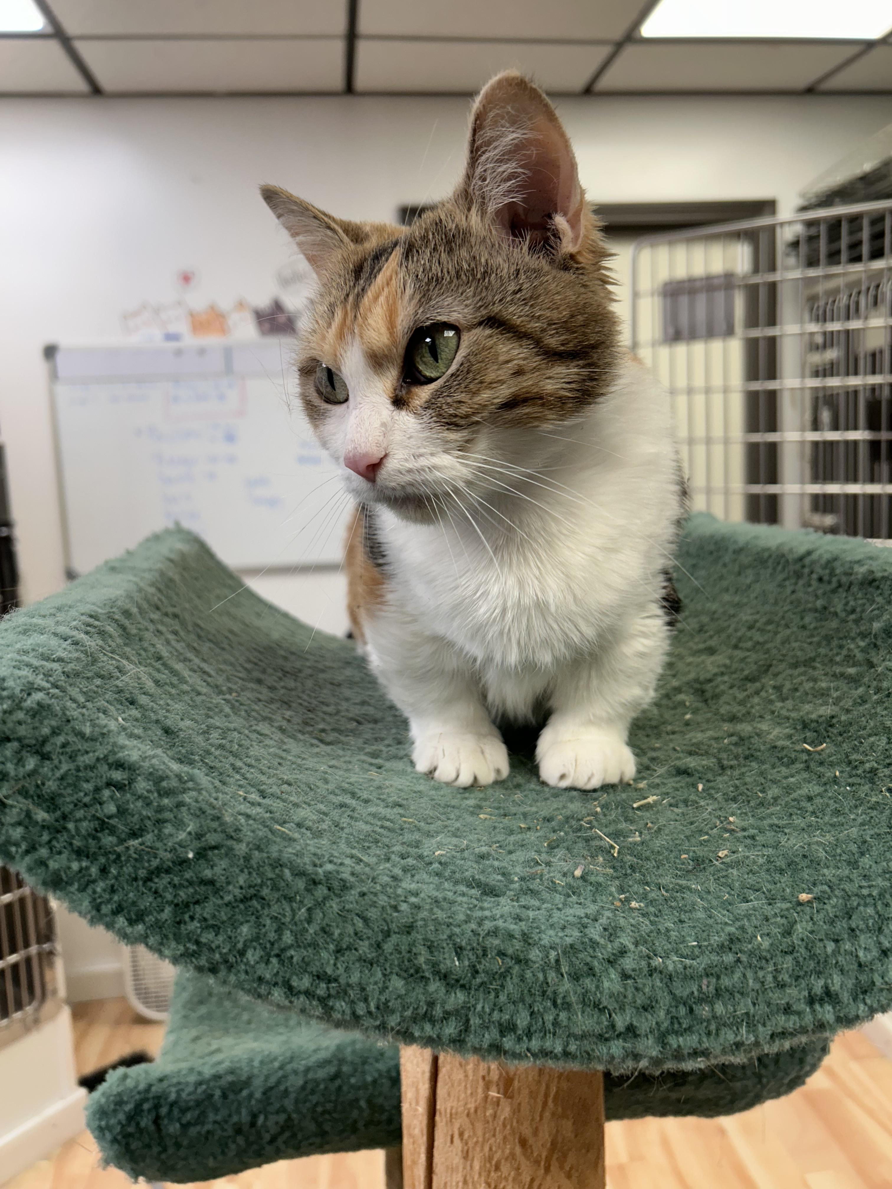 Hattie, an adoptable Munchkin in Walker, MI, 49501 | Photo Image 3