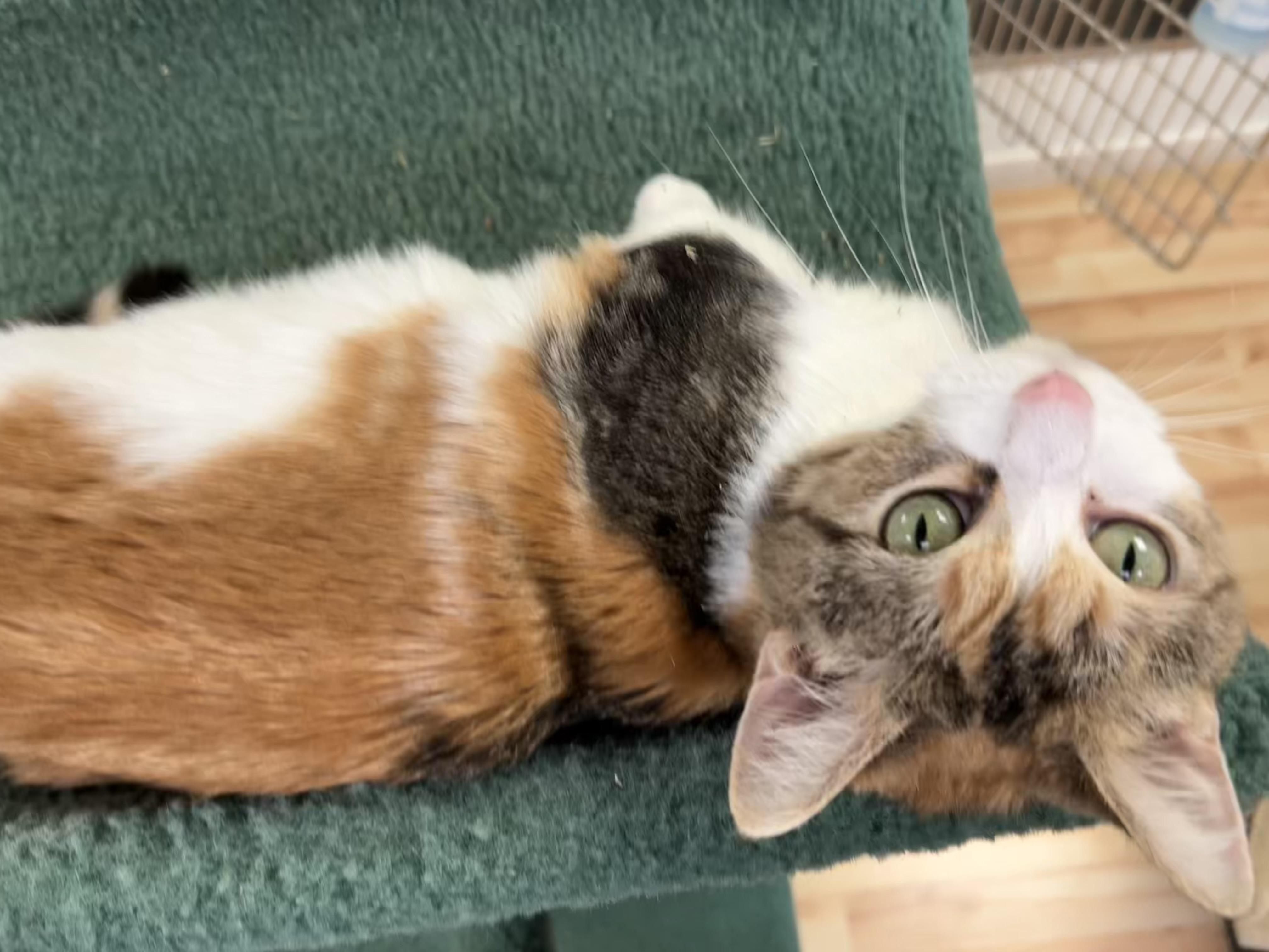 Hattie, an adoptable Munchkin in Walker, MI, 49501 | Photo Image 4
