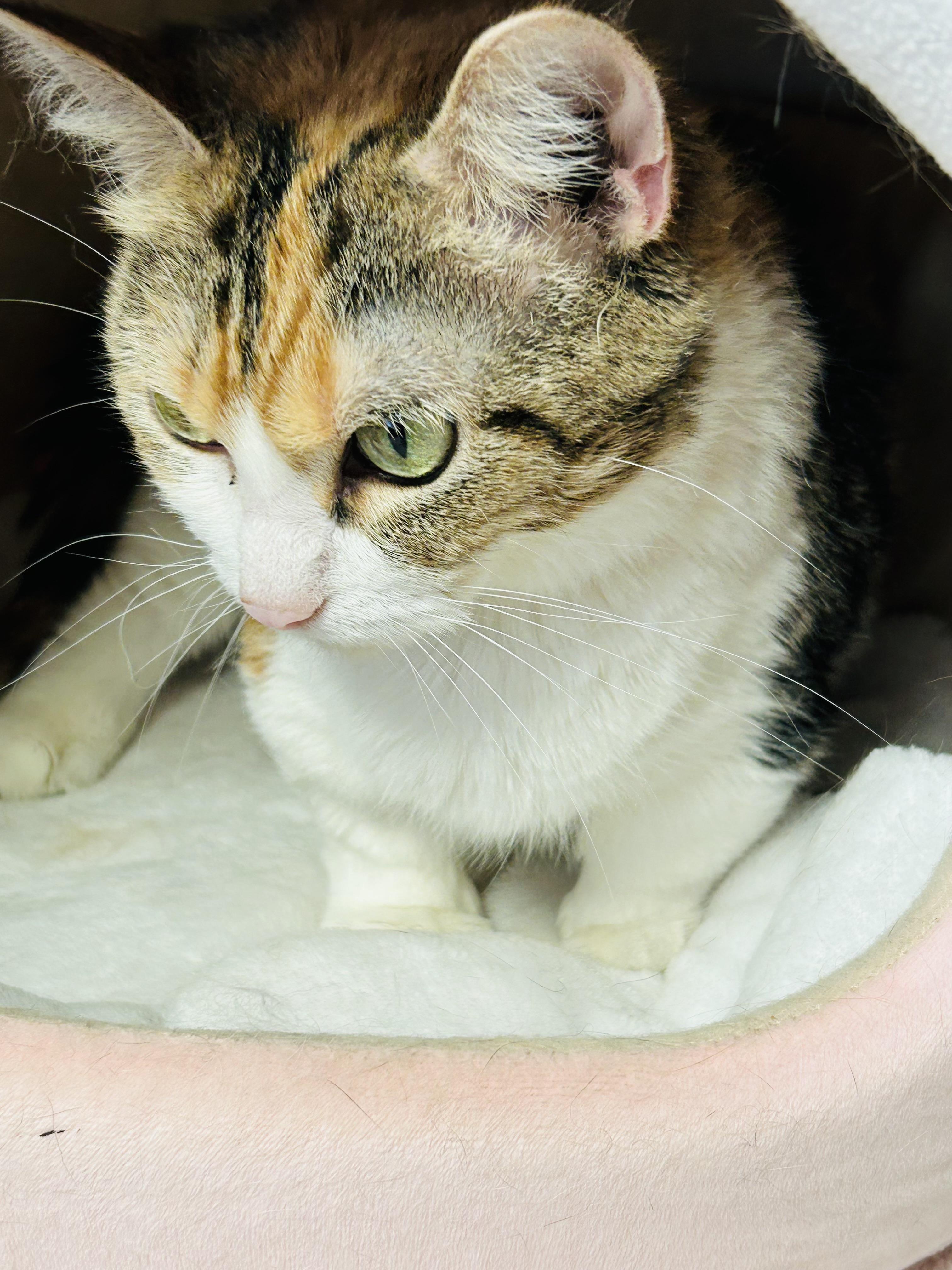 Hattie, an adoptable Munchkin in Walker, MI, 49501 | Photo Image 5