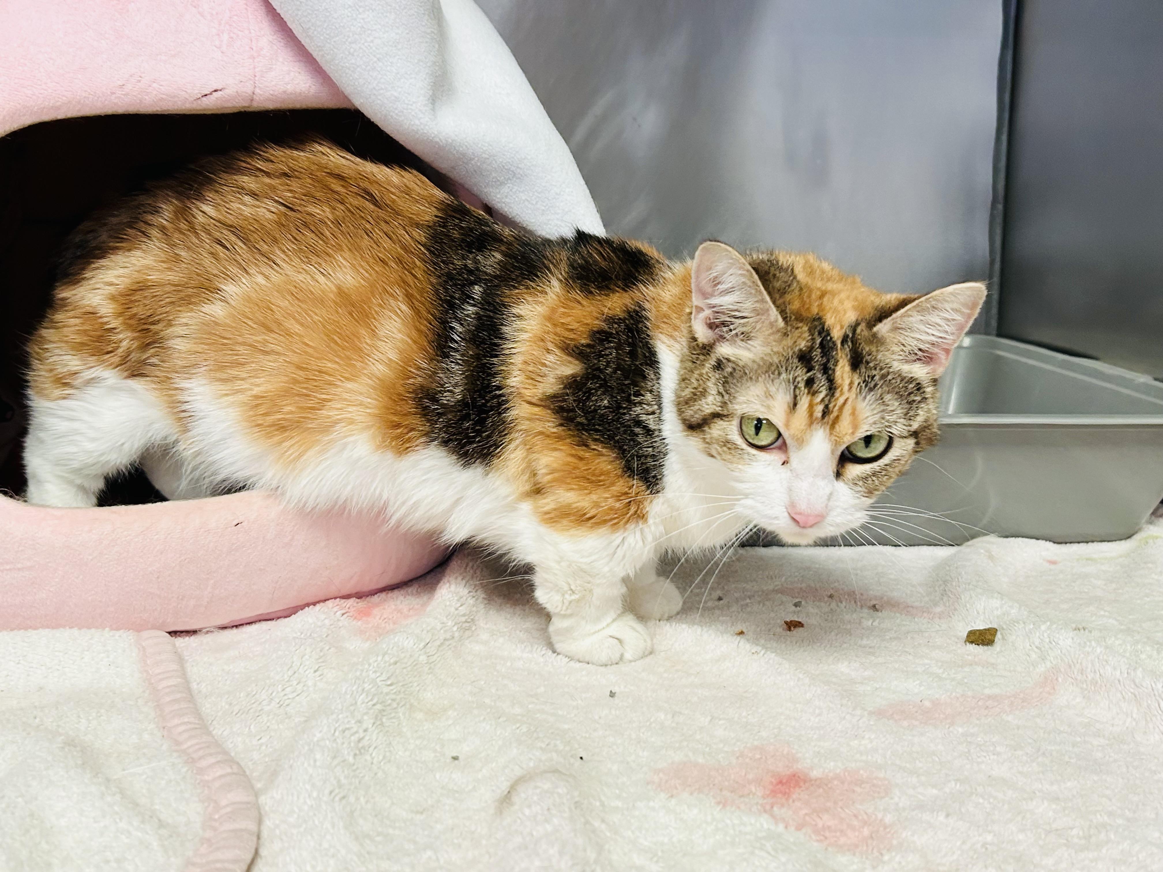 Hattie, an adoptable Munchkin in Walker, MI, 49501 | Photo Image 4