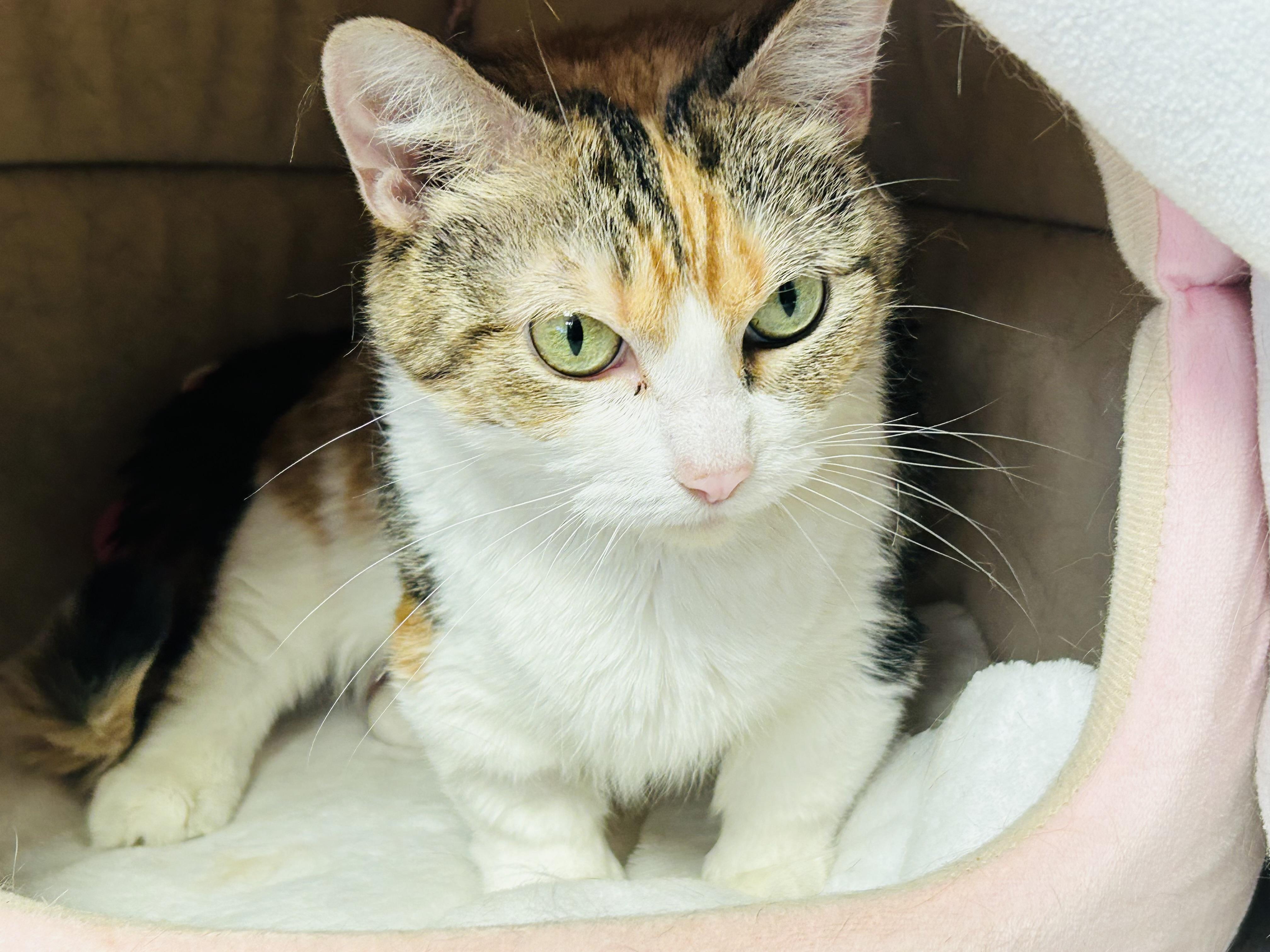 Hattie, an adoptable Munchkin in Walker, MI, 49501 | Photo Image 1