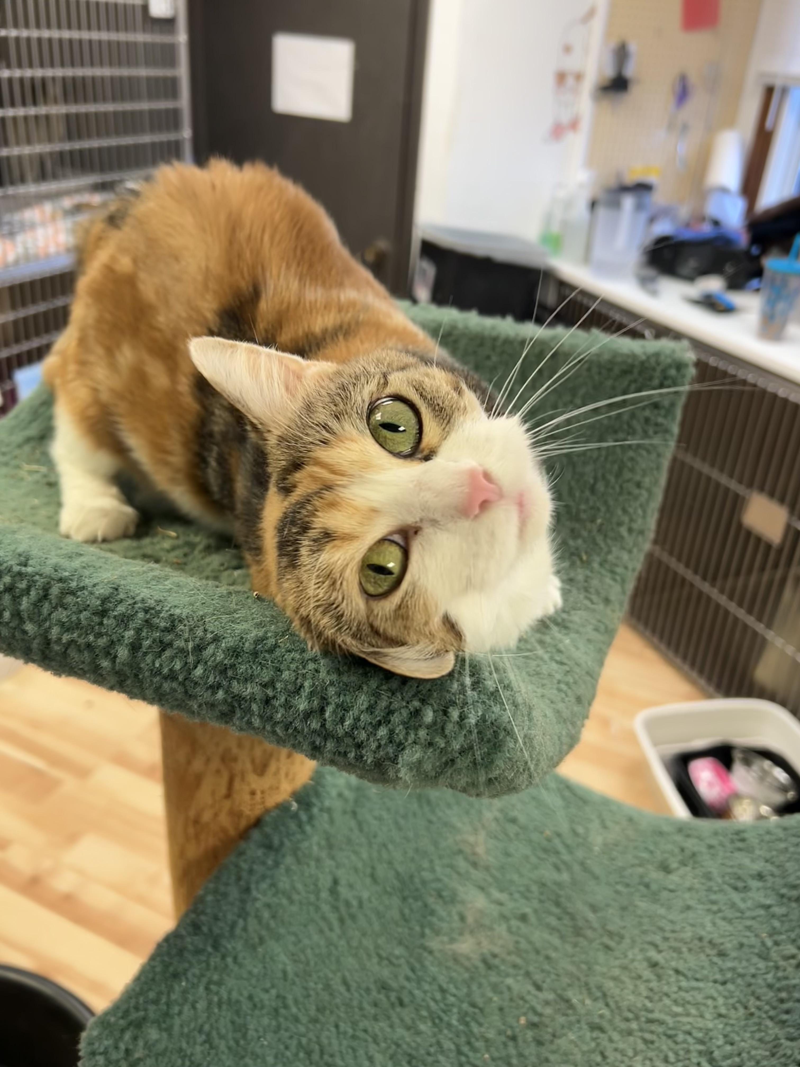 Hattie, an adoptable Munchkin in Walker, MI, 49501 | Photo Image 1