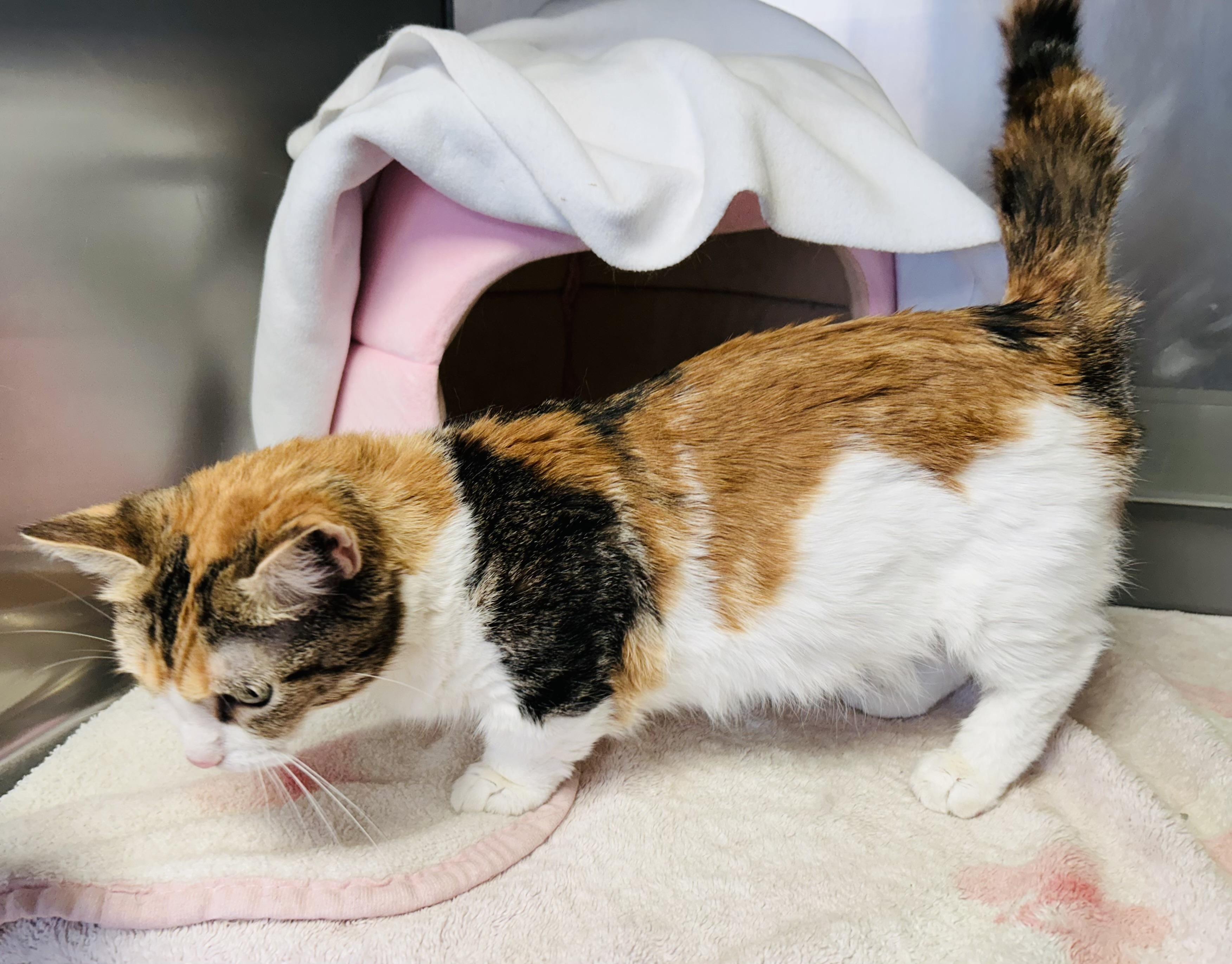 Hattie, an adoptable Munchkin in Walker, MI, 49501 | Photo Image 3