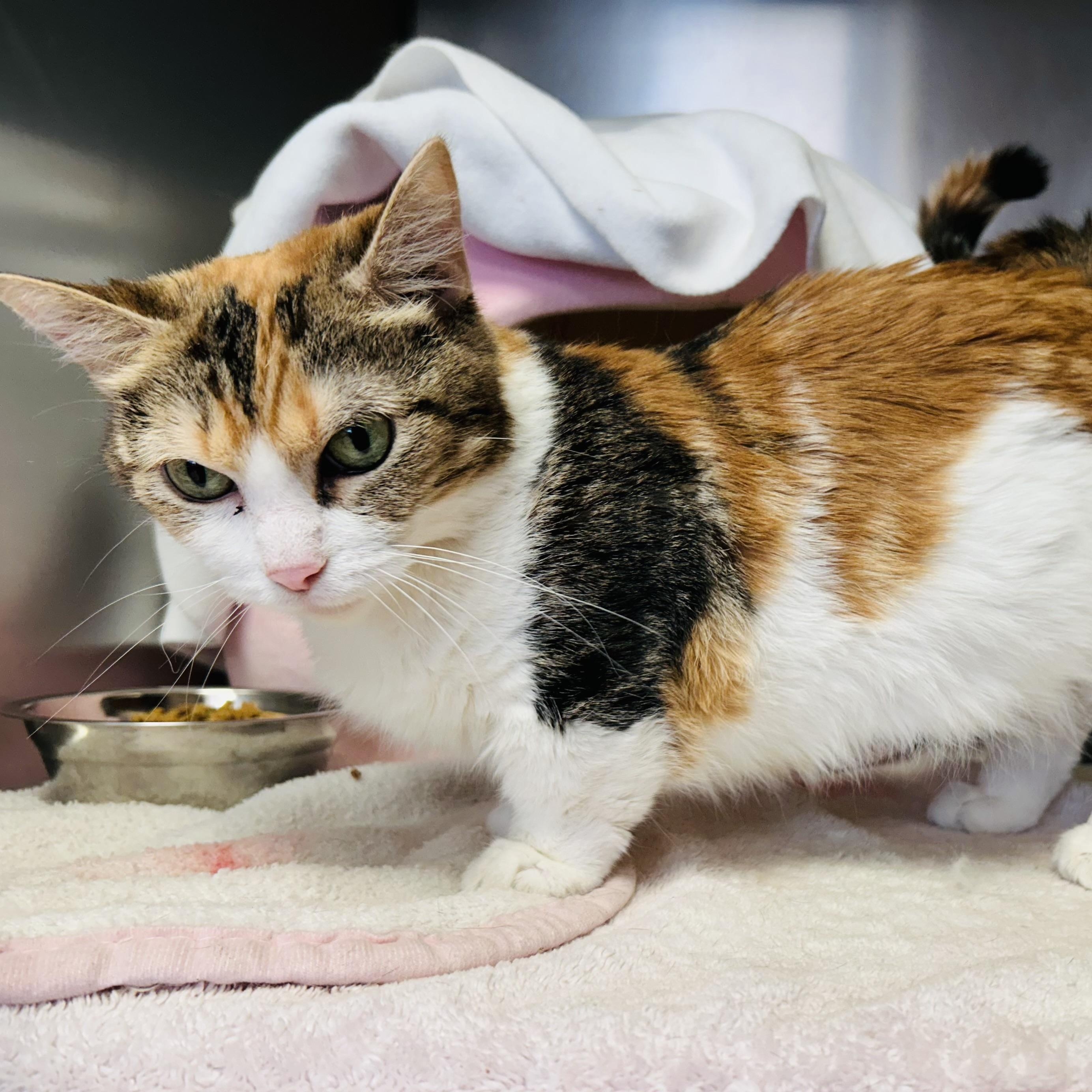Hattie, an adoptable Munchkin in Walker, MI, 49501 | Photo Image 1