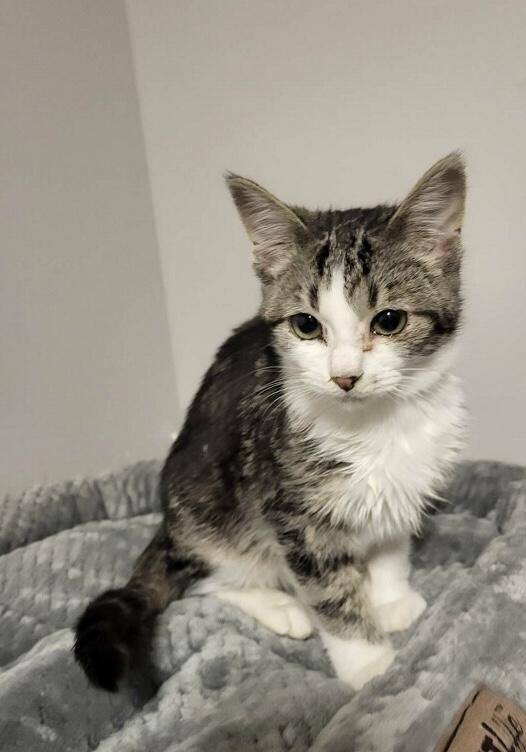 Pippin, ADOPTABLE, Young Female Domestic Short Hair.