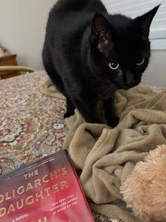 Storm: "My Home to Yours", Adoptable, Adult Male American Shorthair.