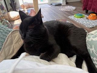 Storm: "My Home to Yours", a Adoptable American Shorthair in Rustburg, VA image 2/3