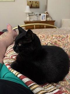 Storm: "My Home to Yours", a Adoptable American Shorthair in Rustburg, VA image 3/3
