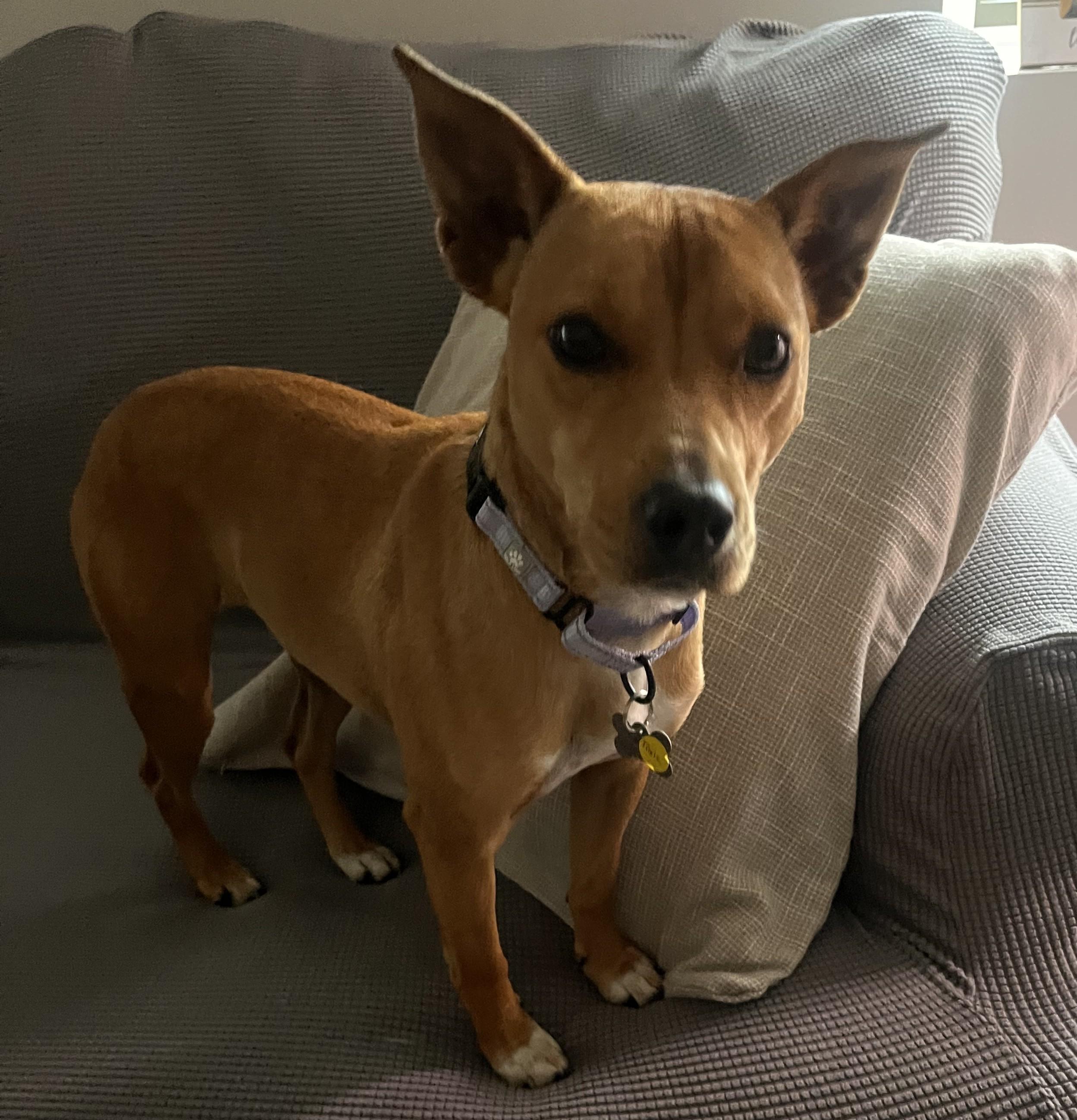 Enlarge Trixie, a Adoptable mixed breed in Albany, NY image 1/6