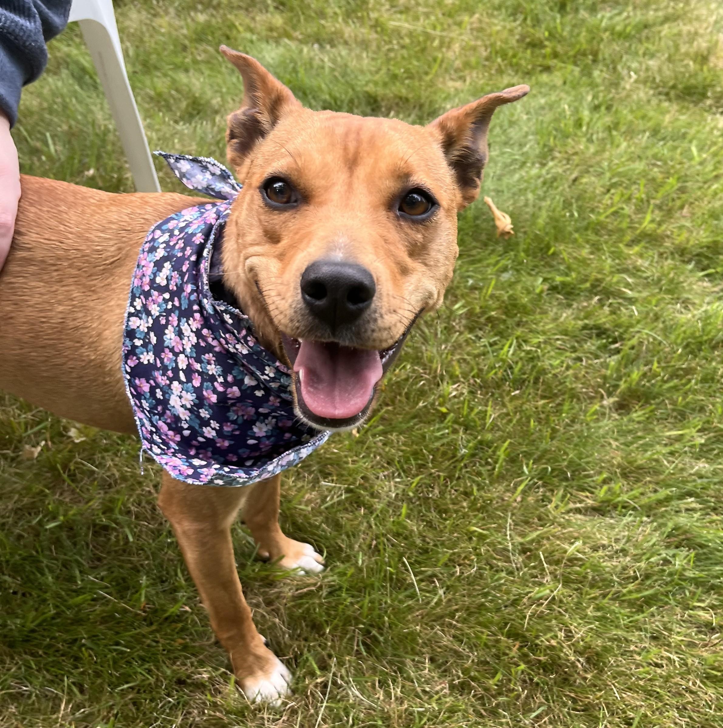 Trixie, Adoptable, Adult Female Chihuahua & Terrier.