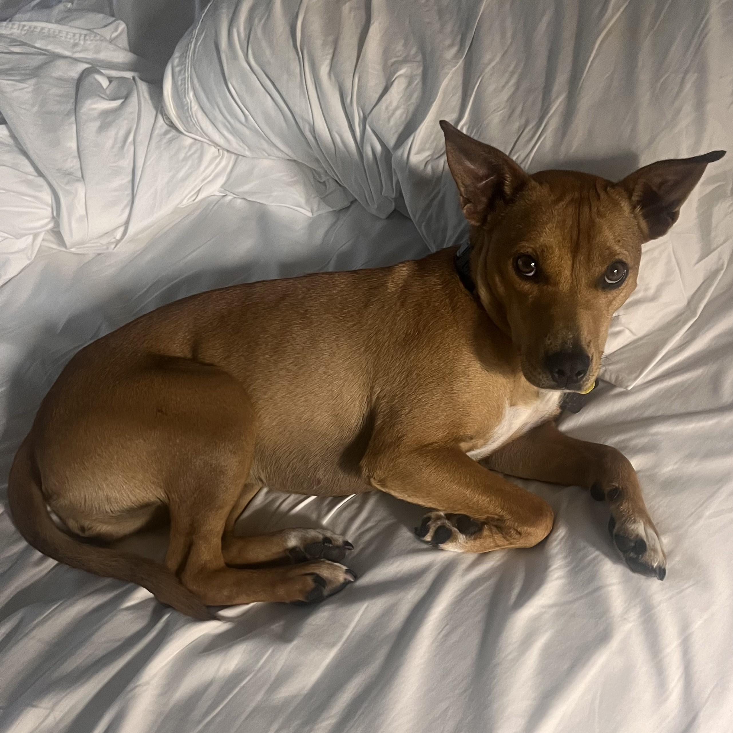 Enlarge Trixie, a Adoptable mixed breed in Albany, NY image 6/6