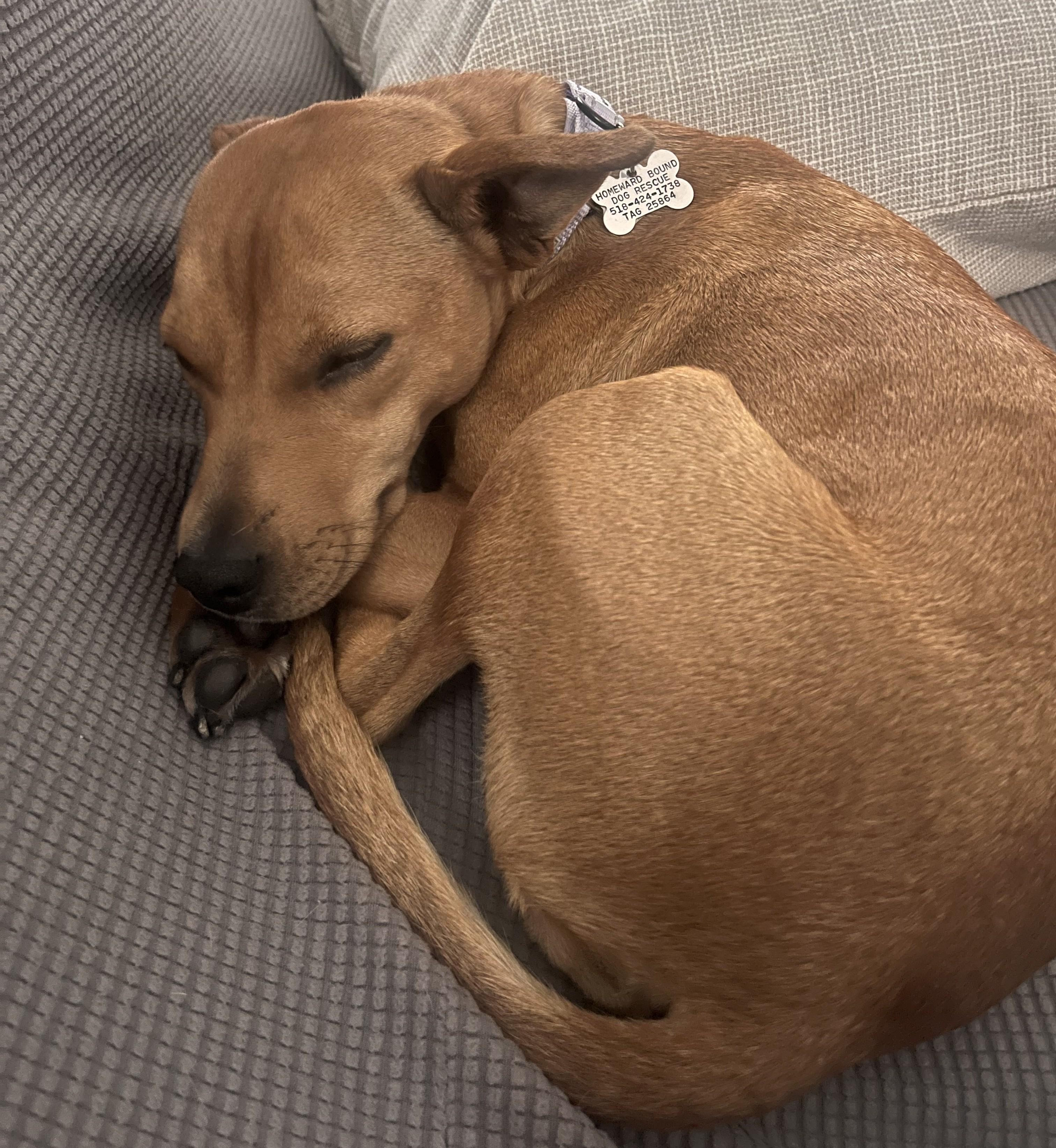 Enlarge Trixie, a Adoptable mixed breed in Albany, NY image 3/6