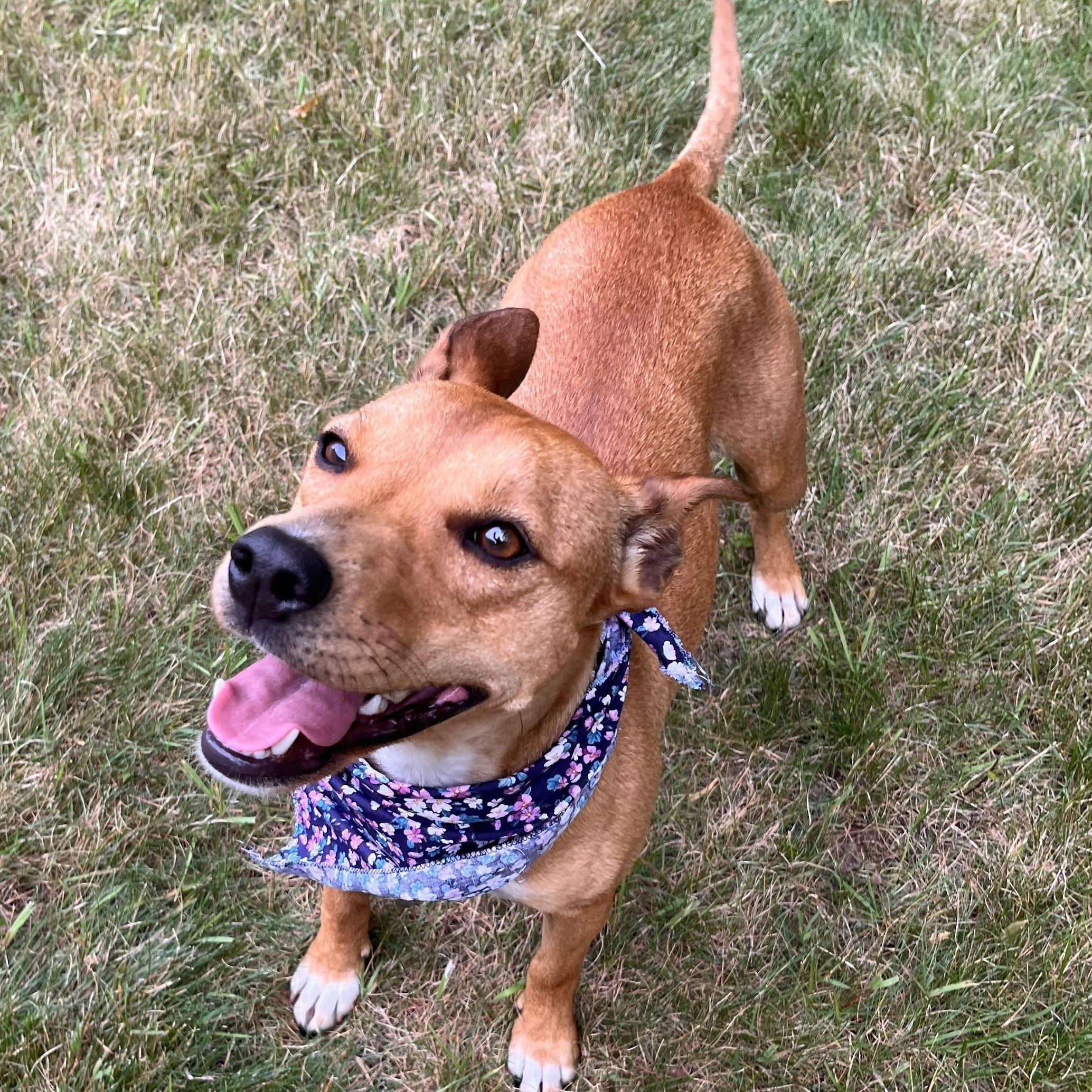 Enlarge Trixie, a Adoptable mixed breed in Albany, NY image 2/6