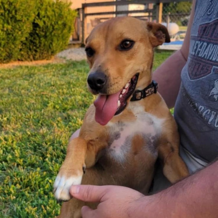 Enlarge Trixie, a Adoptable mixed breed in Albany, NY image 5/6