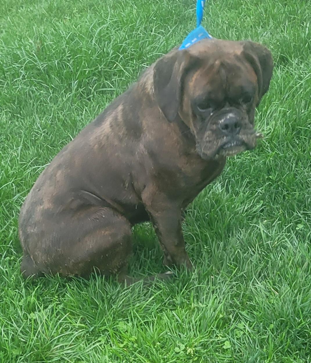 HAILEY-Brindle boxer female, a Adoptable Boxer in Woodsfield, OH image 1/3