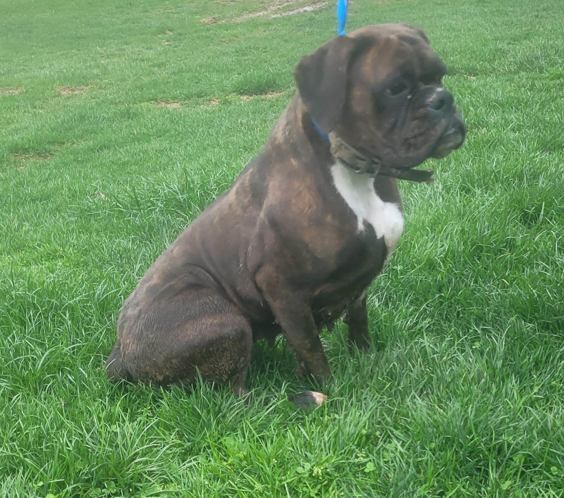 HAILEY-Brindle boxer female, a Adoptable Boxer in Woodsfield, OH image 2/3