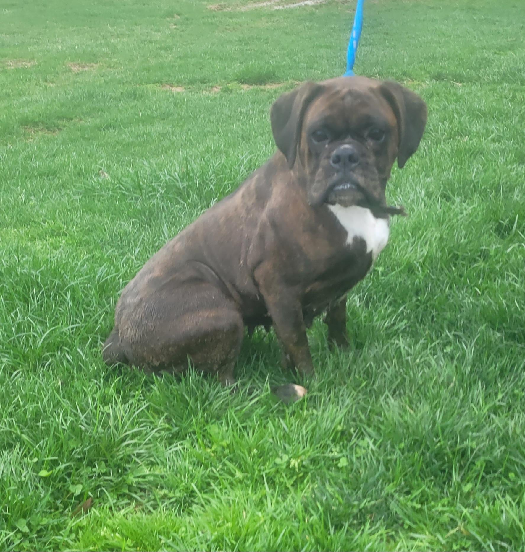 HAILEY-Brindle boxer female, a Adoptable Boxer in Woodsfield, OH image 3/3