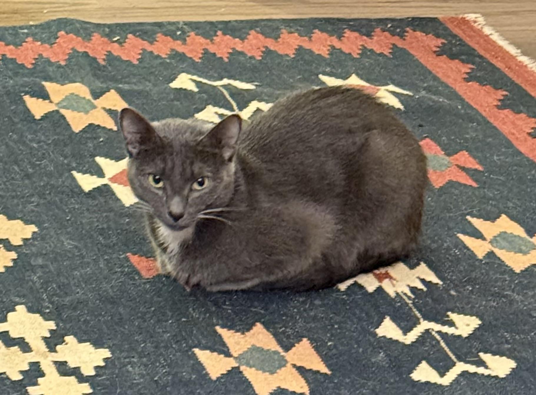 Holly the Mama Cat , a ADOPTABLE Domestic Short Hair in Fairfax, VA image 4/6