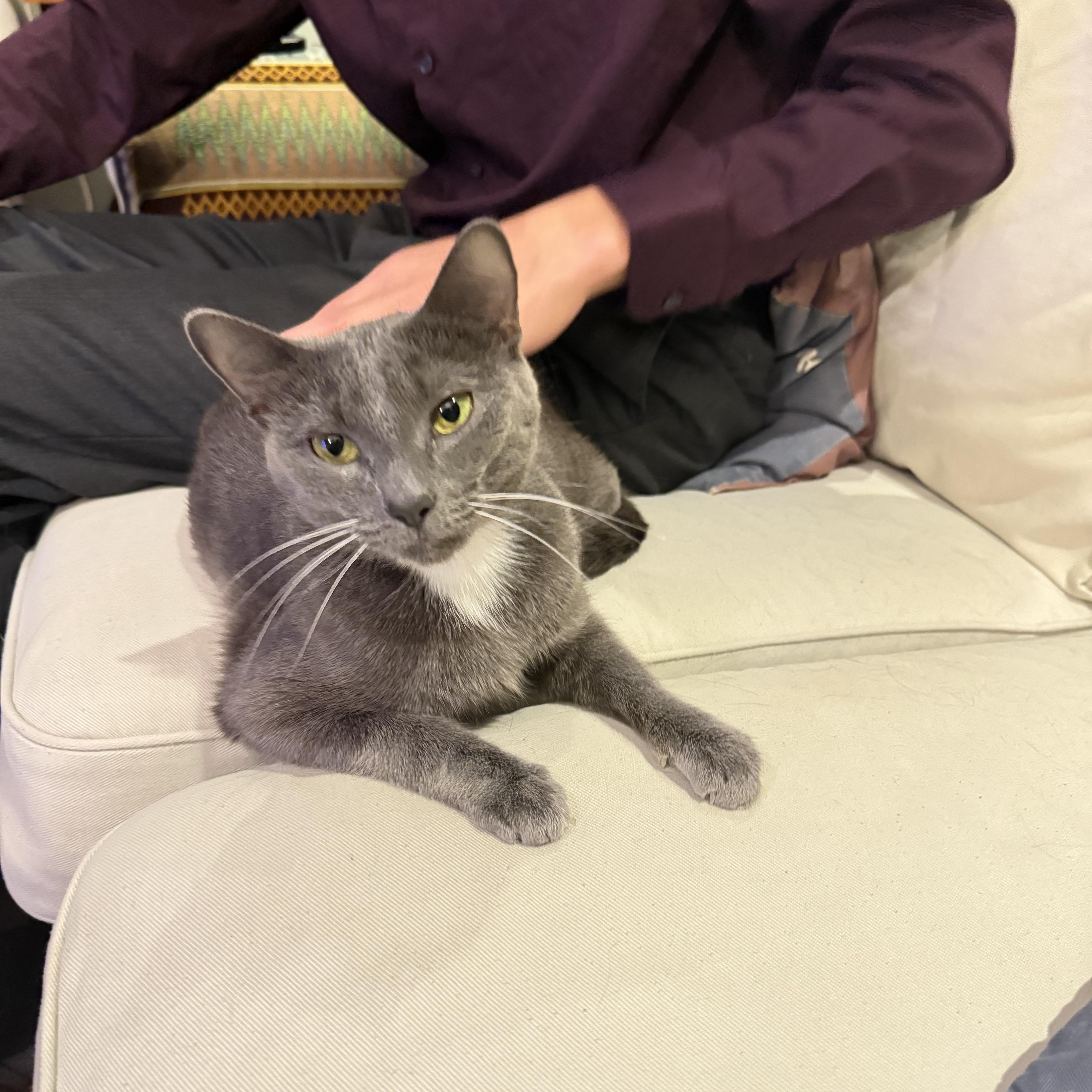 Holly the Mama Cat , a ADOPTABLE Domestic Short Hair in Fairfax, VA image 3/6