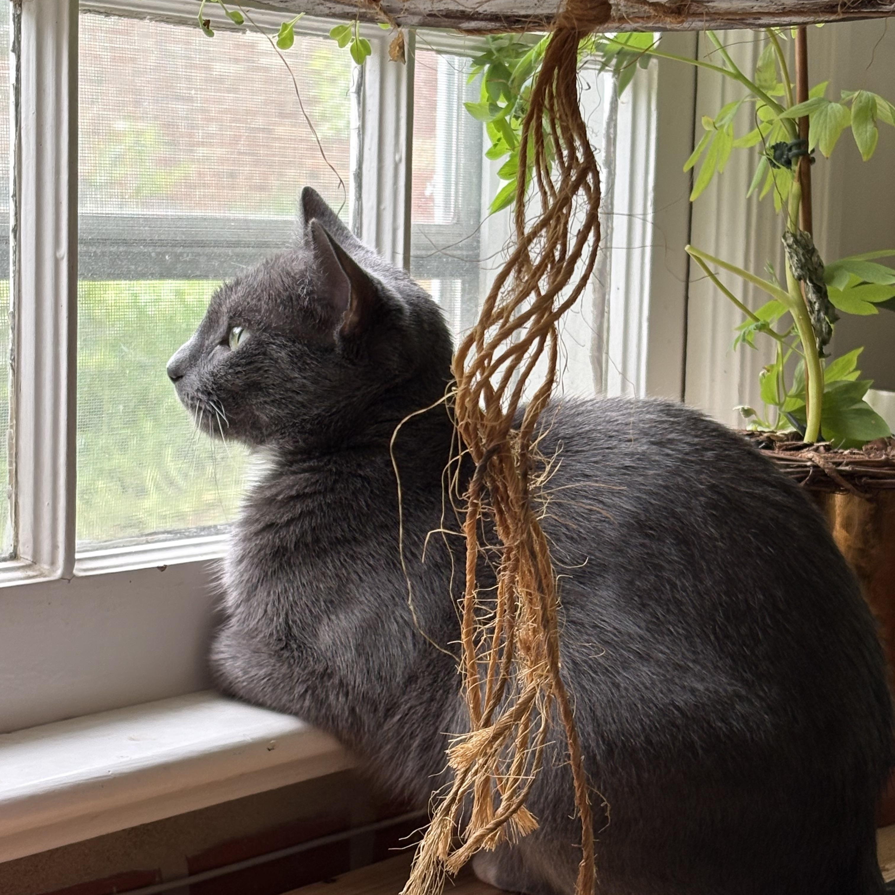 Holly the Mama Cat , a ADOPTABLE Domestic Short Hair in Fairfax, VA image 2/6