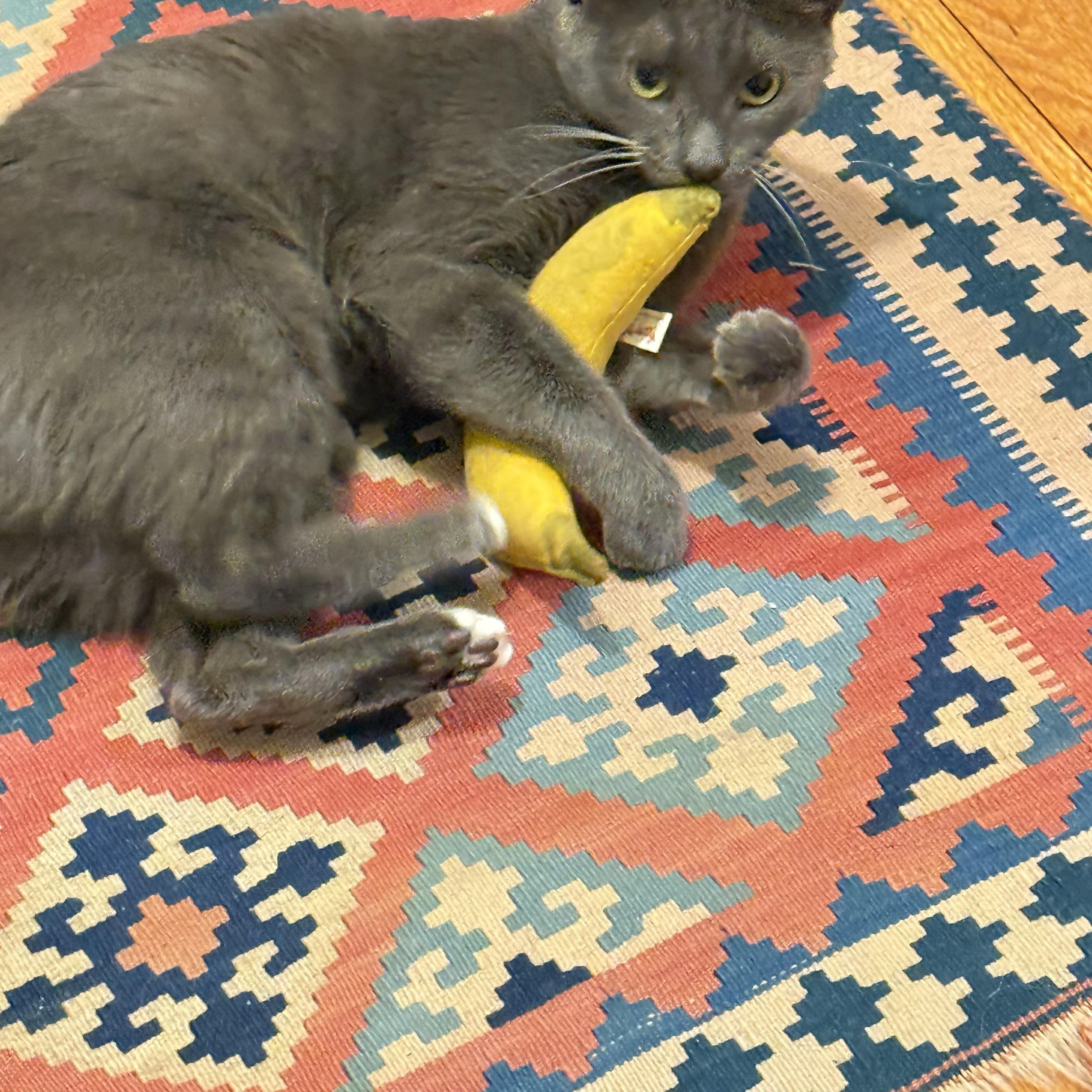 Holly the Mama Cat , a ADOPTABLE Domestic Short Hair in Fairfax, VA image 6/6